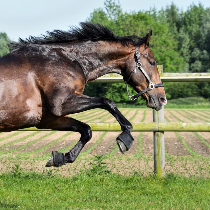 cheval galop référencement naturel pascaline foucher