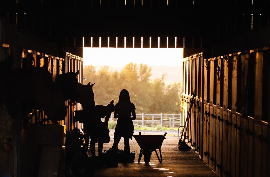 visibilite sur le web cheval pro equestre